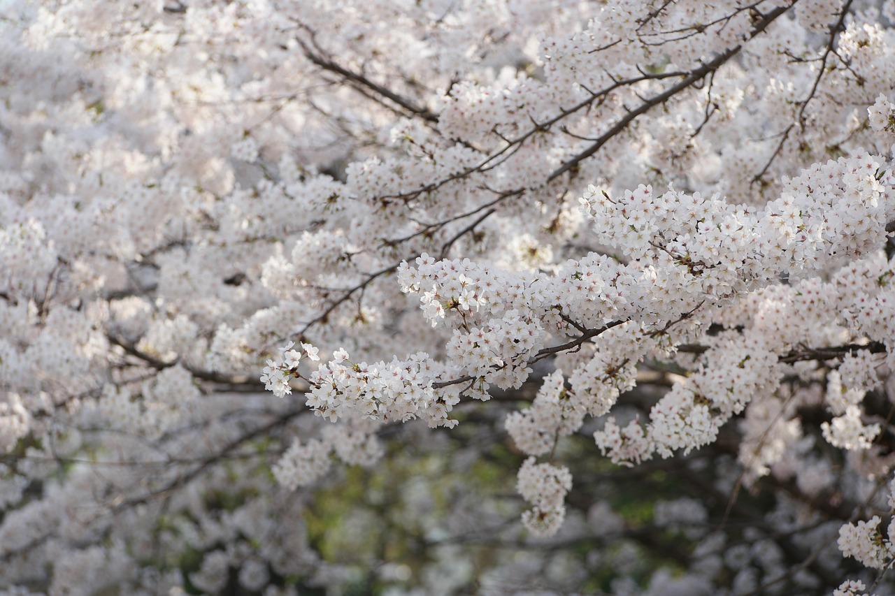 cherry blossom flower spring free photo