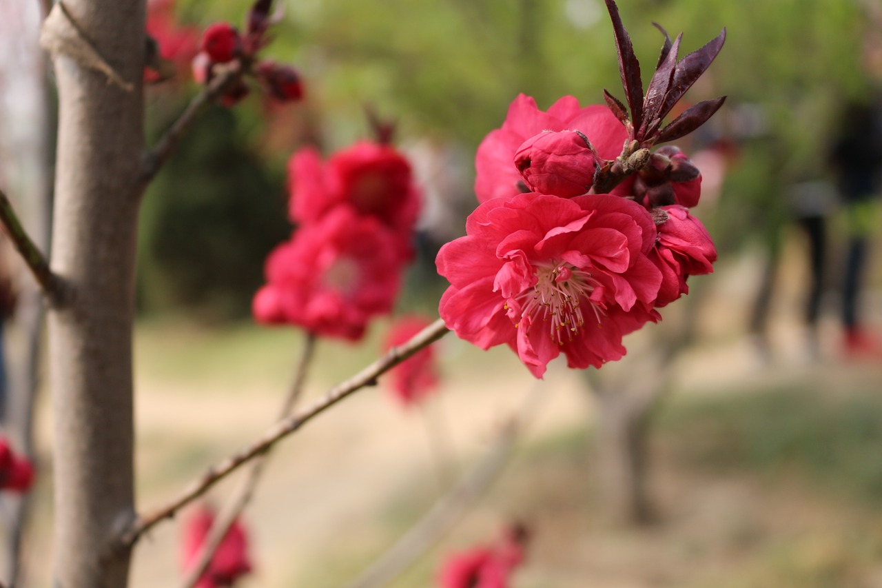 cherry blossom outing yuyuantan free photo