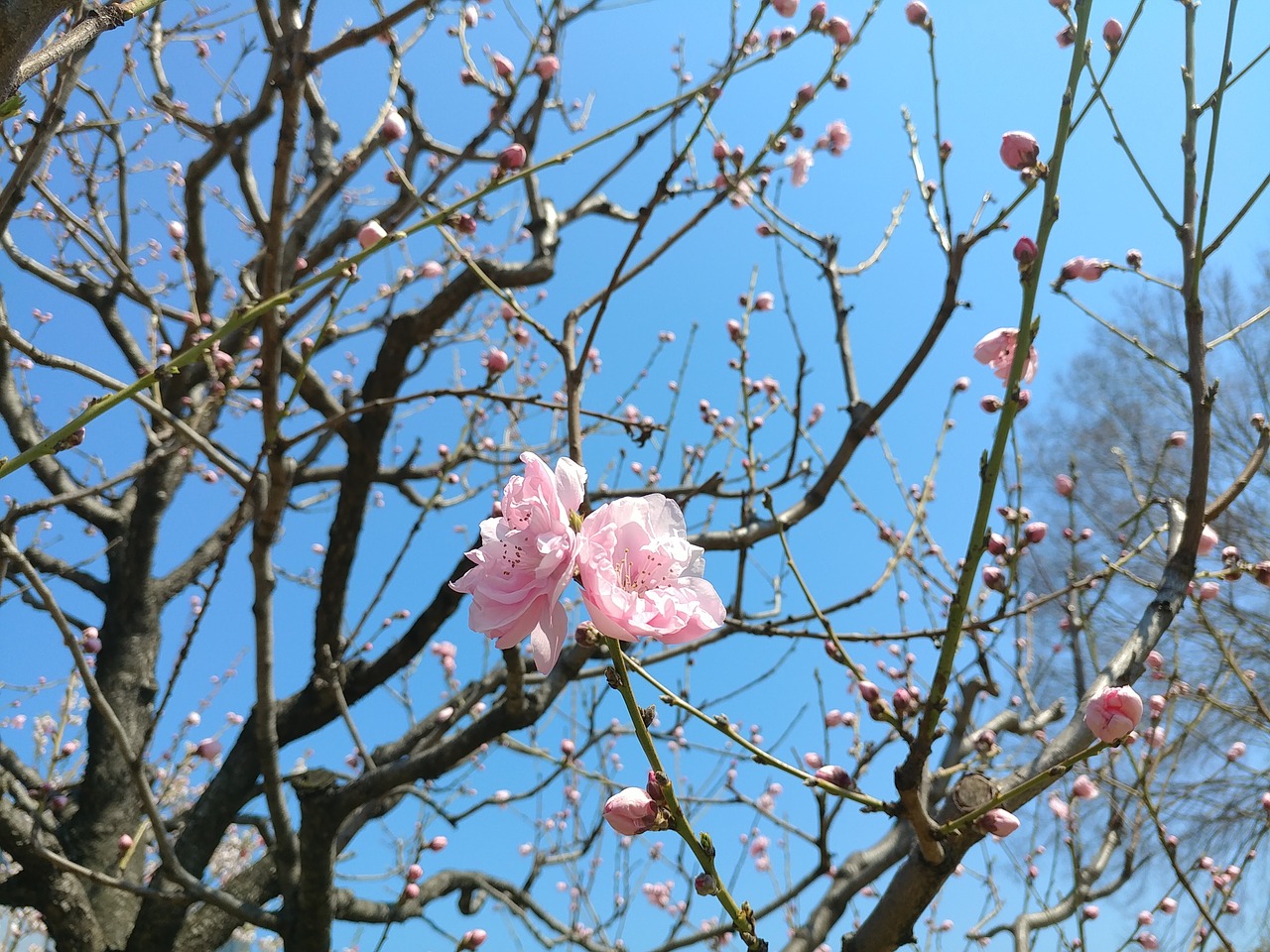 cherry blossom spring flower free photo