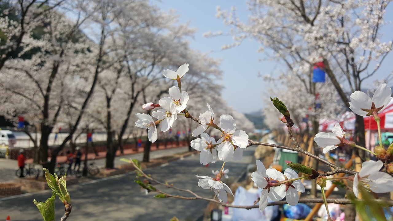 cherry blossom sunny day festival free photo