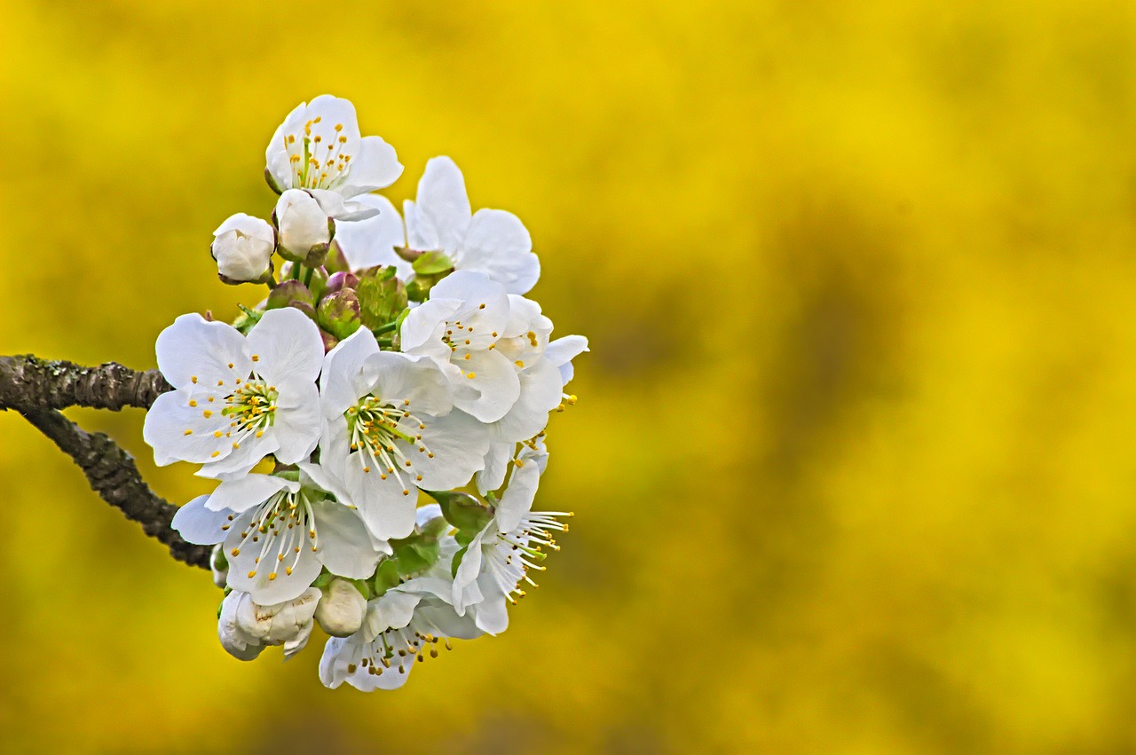 cherry blossom yellow nature free photo