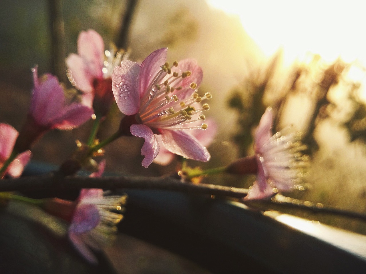 cherry blossom flower nice free photo