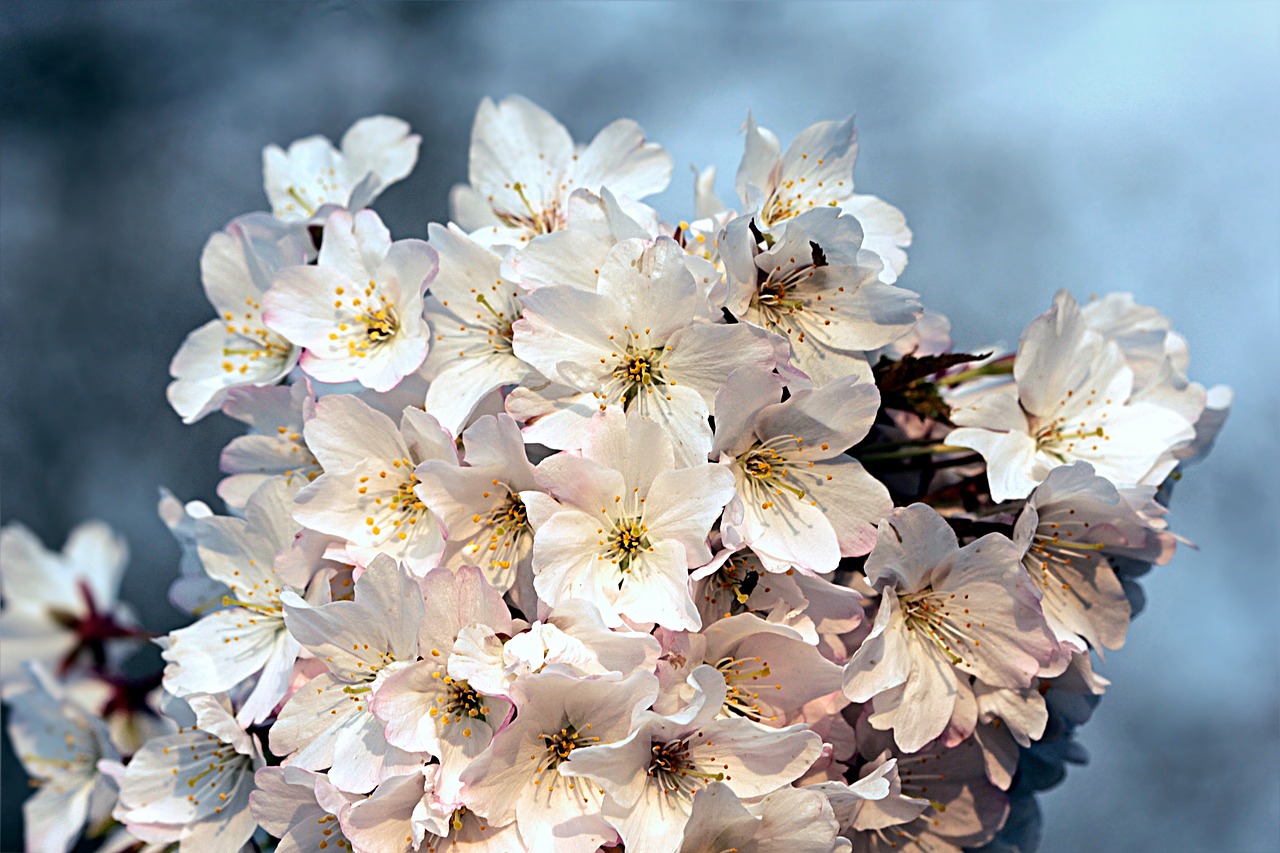 cherry blossom cherry blossom free photo