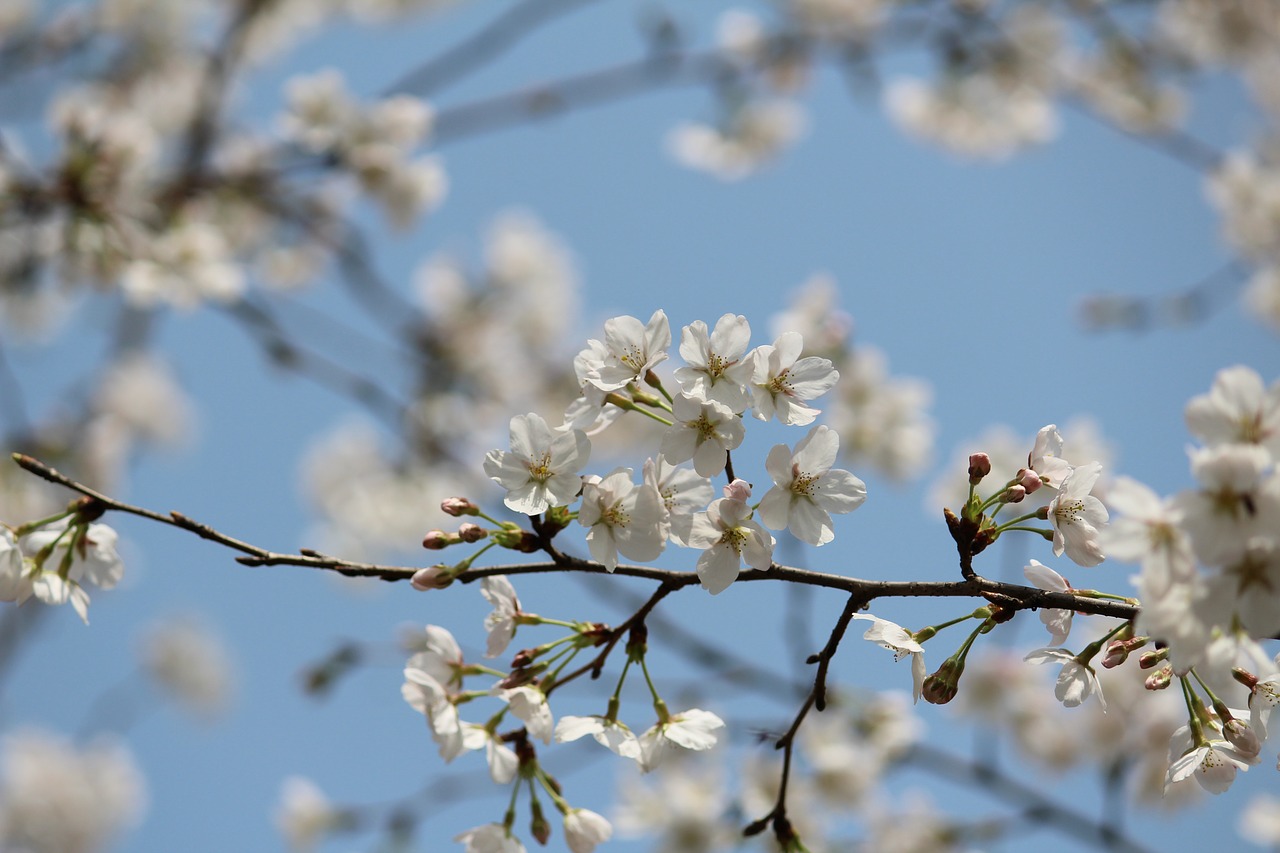 cherry blossom yoshino japanese cherry blossom free photo