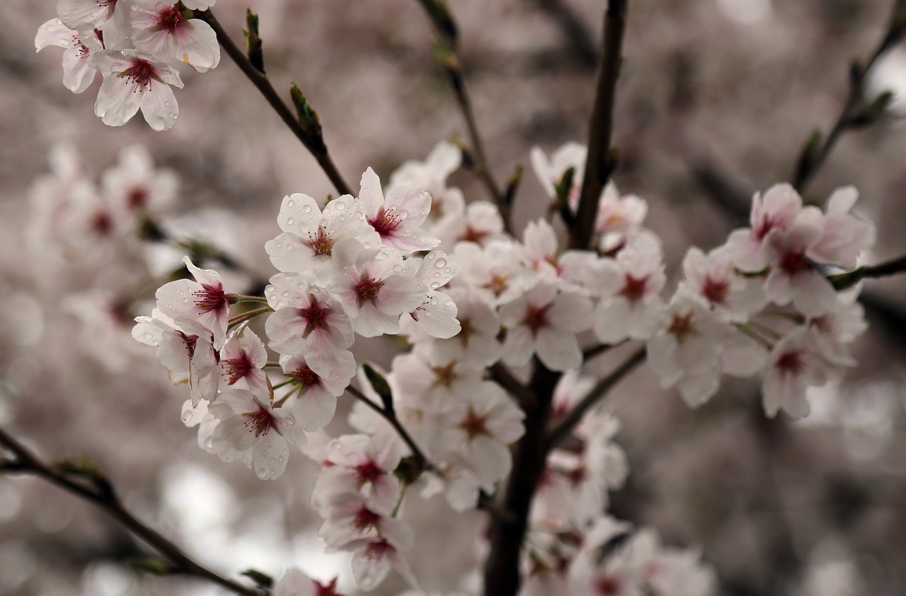 cherry blossom sakura spring free photo