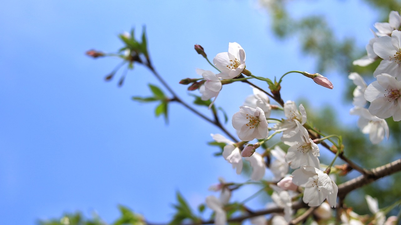 cherry blossom spring artistic conception free photo