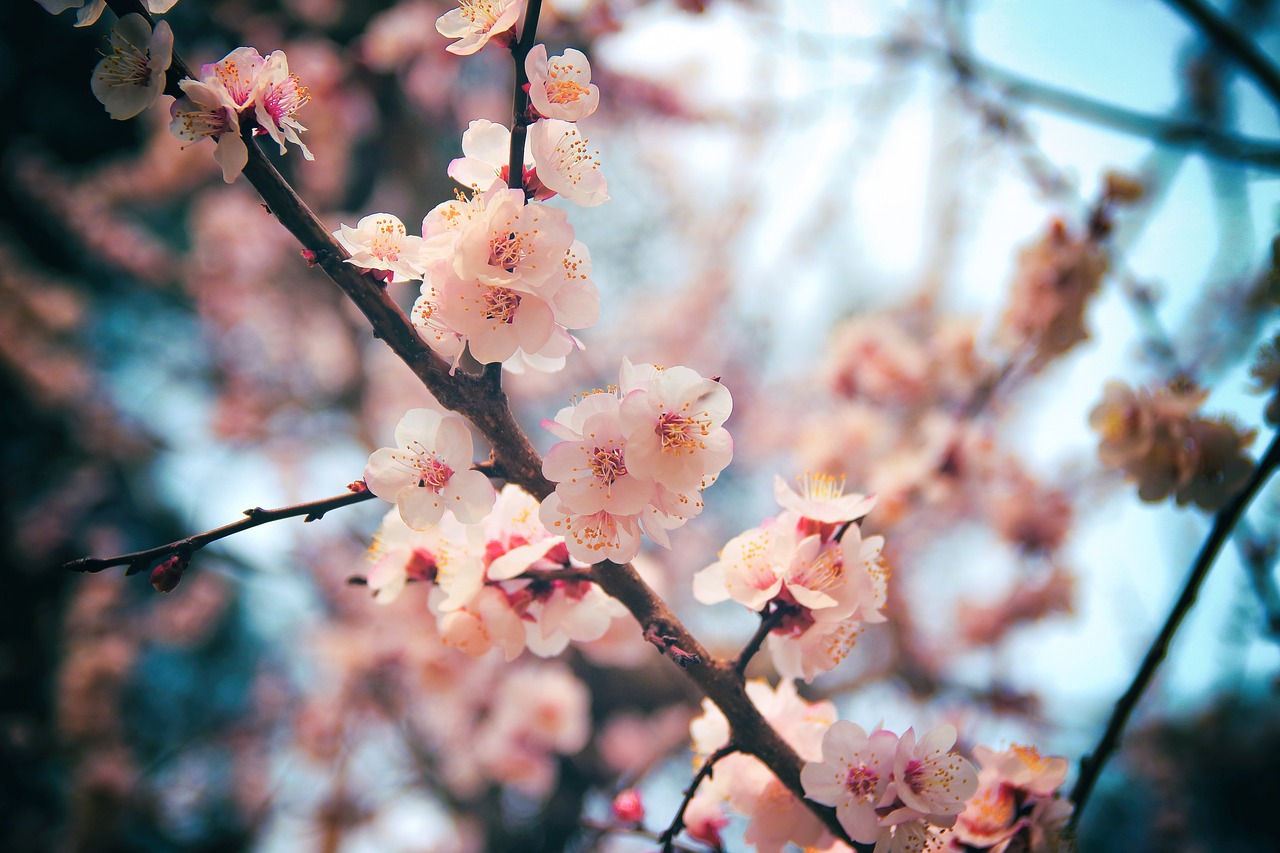 cherry blossom daegu wood free photo