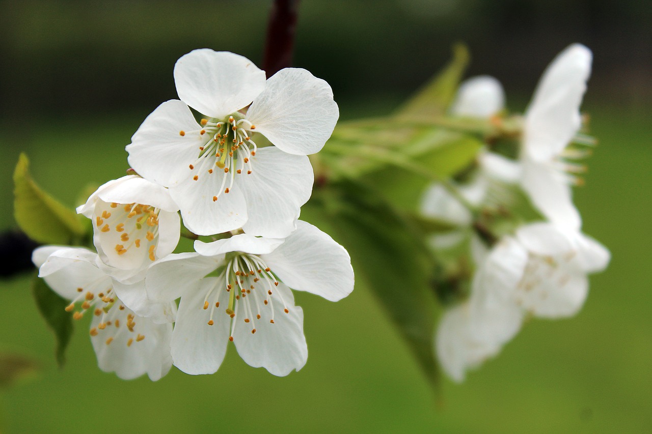 cherry blossom blossom bloom free photo