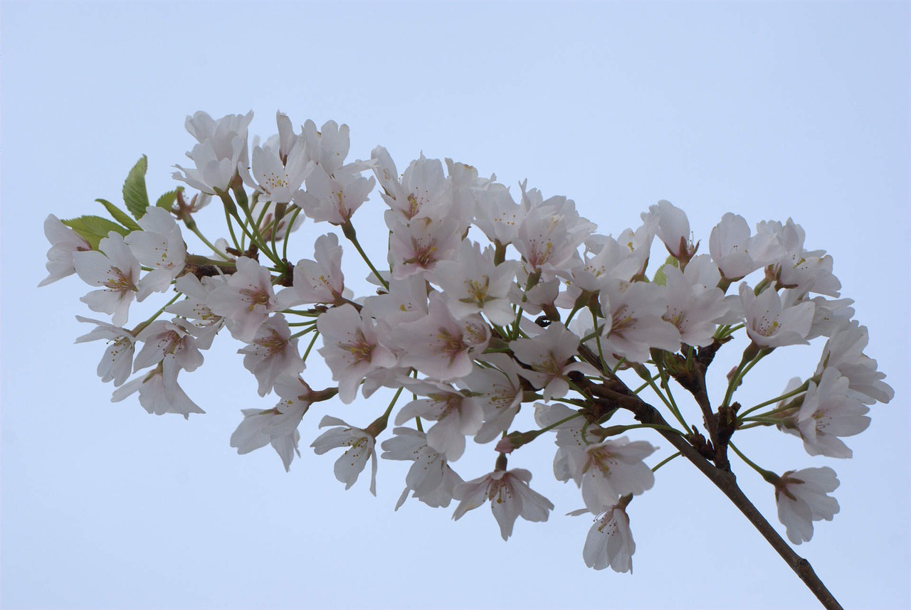 cherry blossom flower cherry blossoms free photo