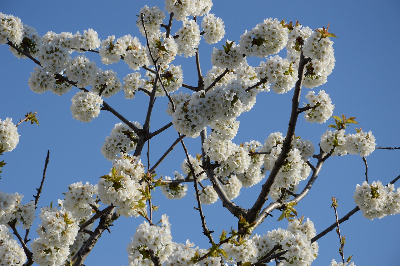 cherry blossom sky blue free photo