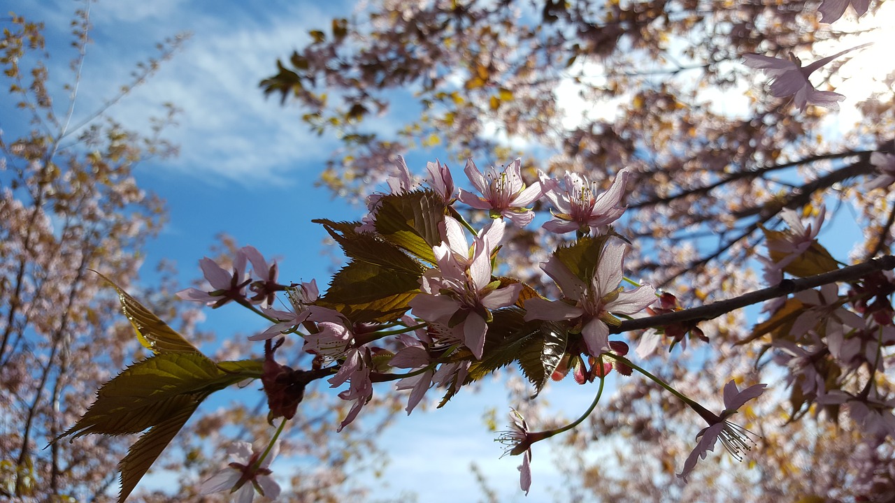 cherry blossom cherry blossoms cherry tree free photo