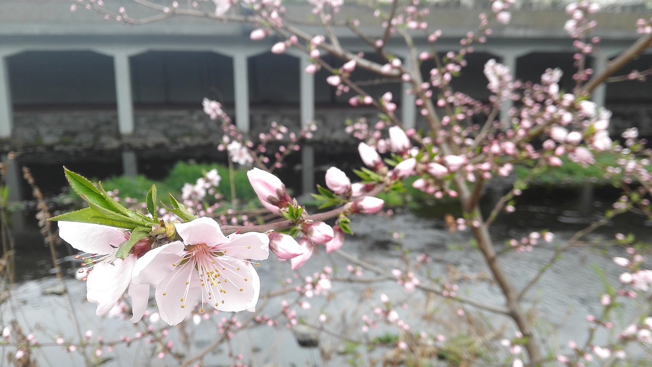cherry blossom affix flowers free photo