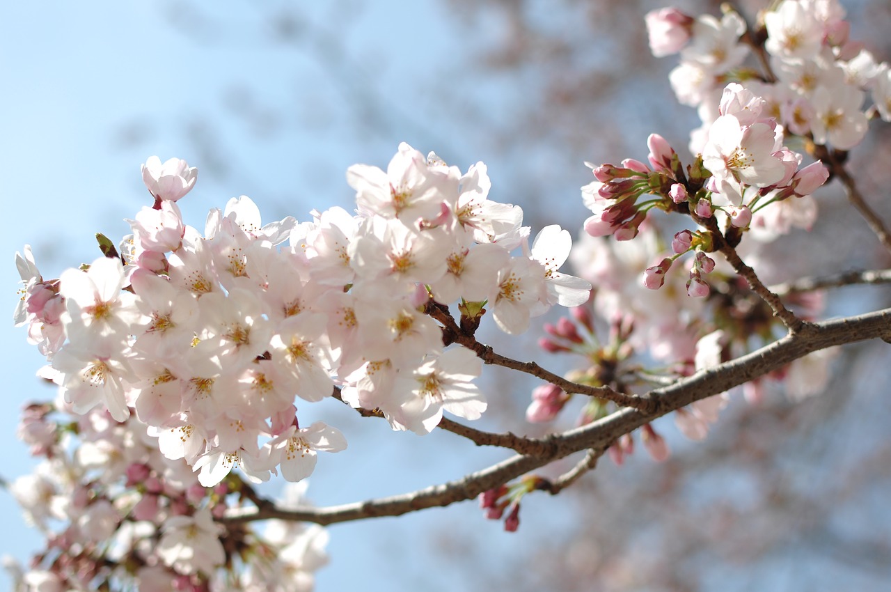 cherry blossom close-up japan free photo
