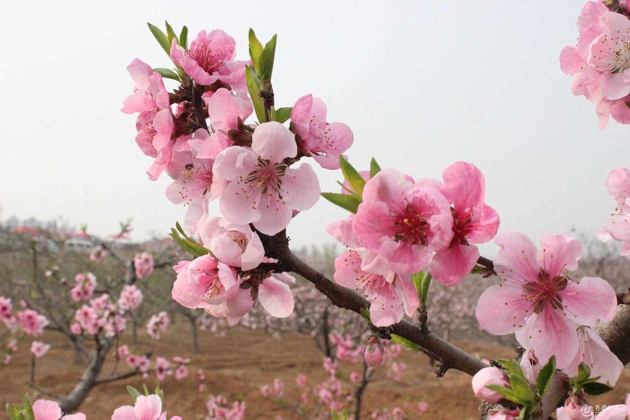 cherry blossom the real sakura cherry blossom avenue free photo