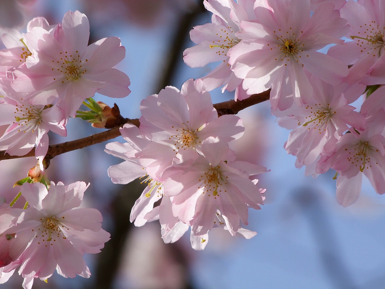 cherry blossom blossom spring free photo