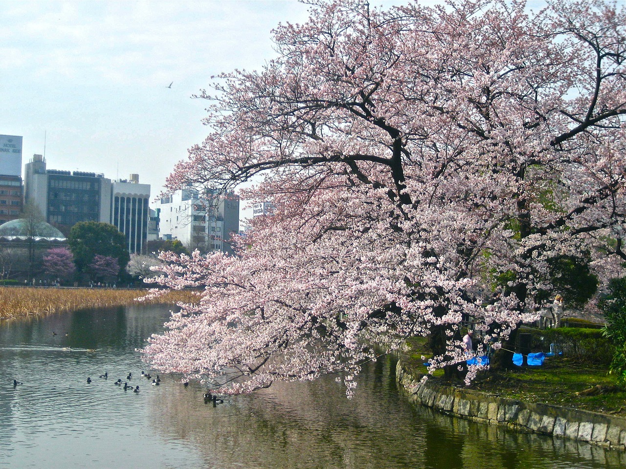 cherry blossom tokyo imperial palace free photo