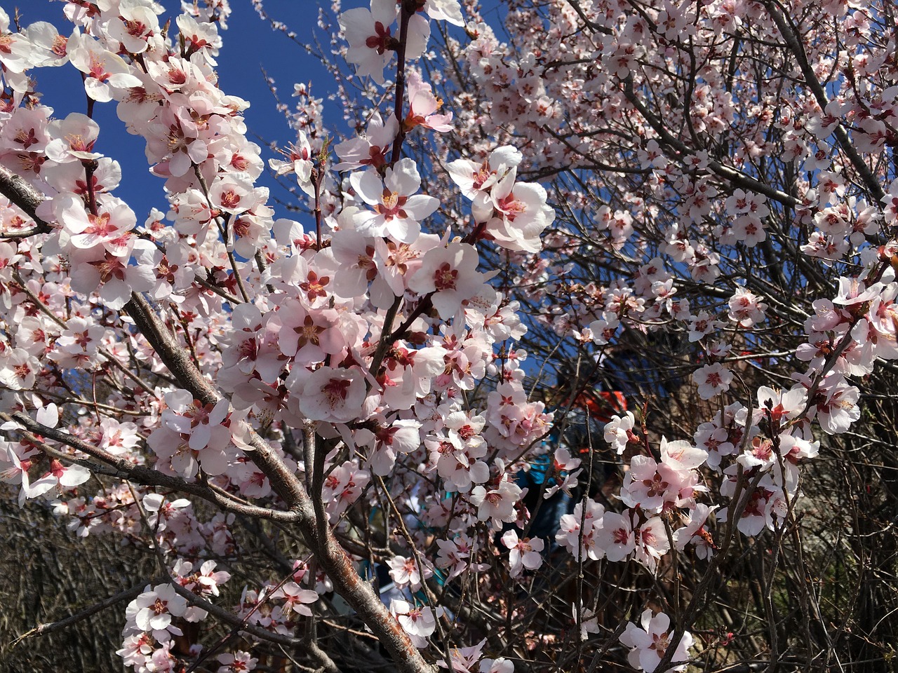 cherry blossom plant pink free photo