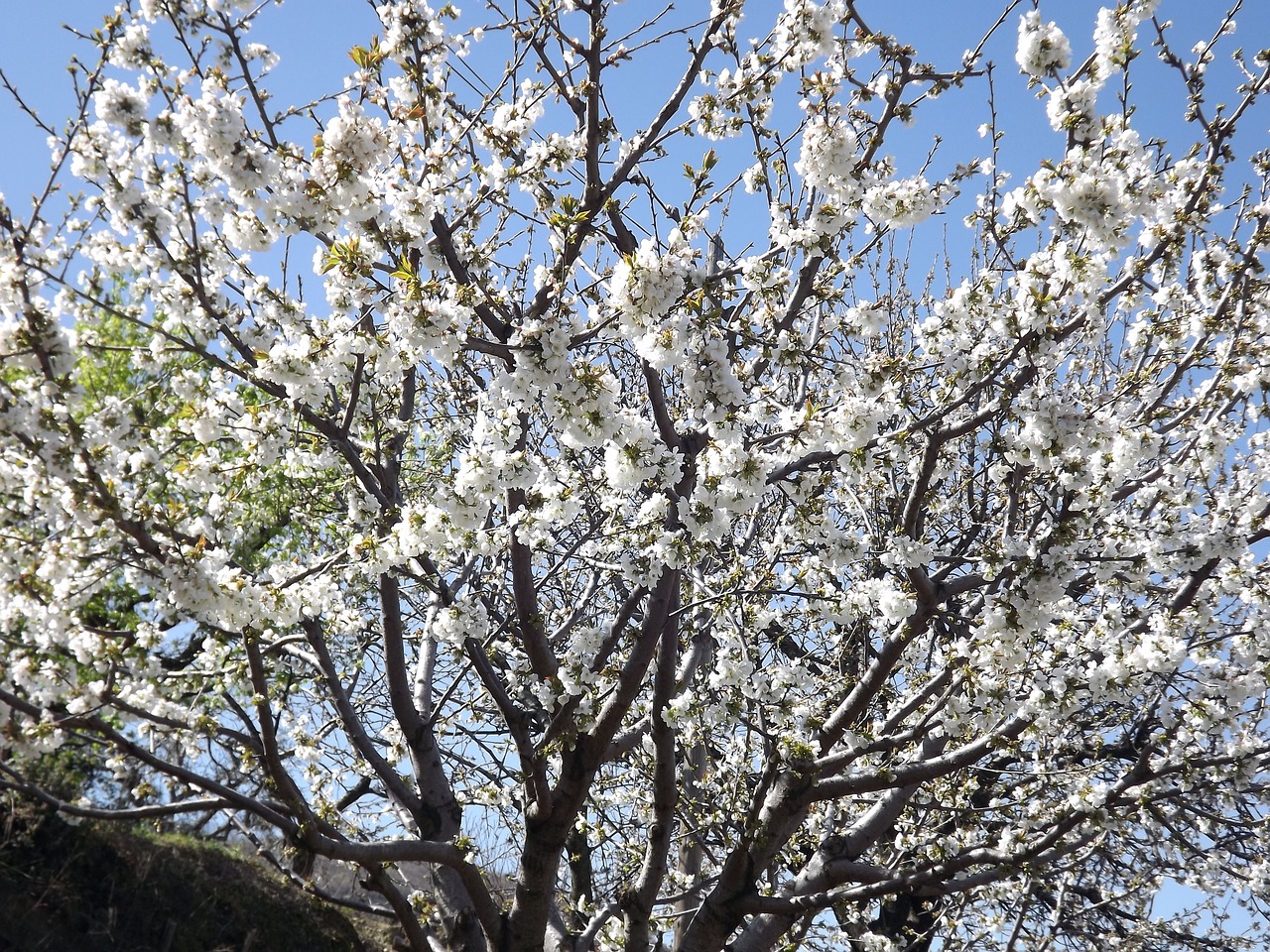 cherry blossom white flower cherry free photo