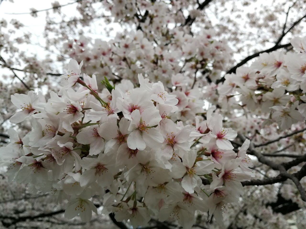 cherry blossom japan pink free photo