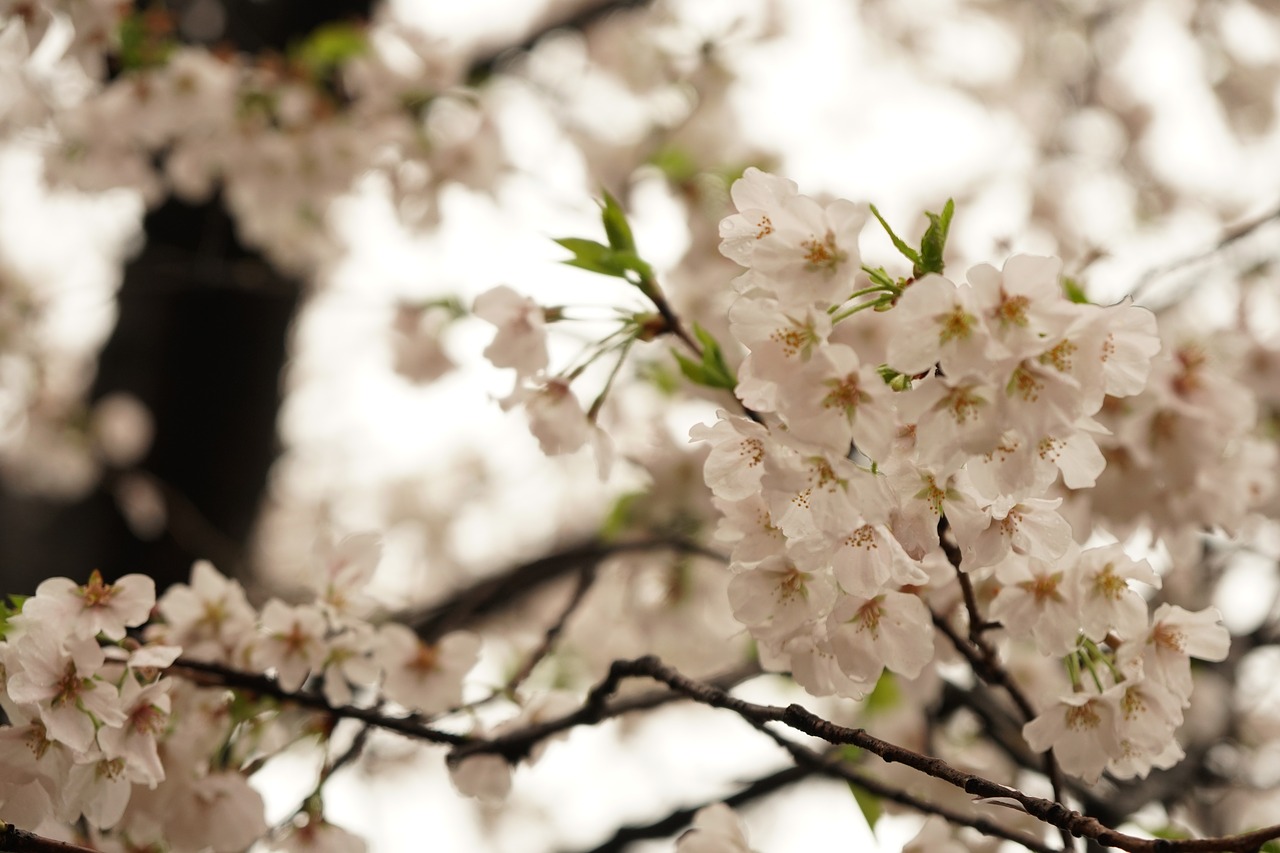 cherry blossom wuhan flower free photo