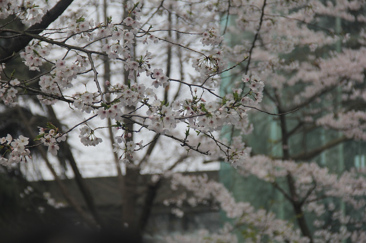 cherry blossom white jimingsi free photo
