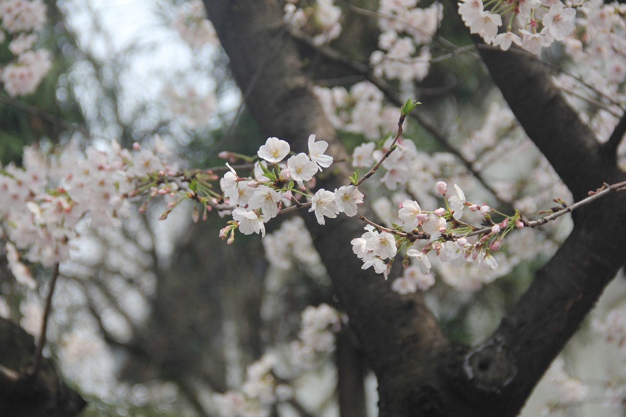 cherry blossom white flowers free photo