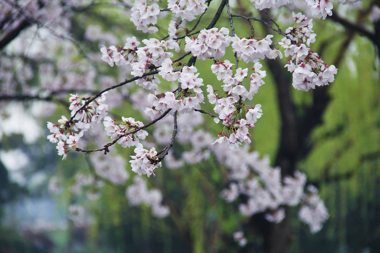 cherry blossom green xuanwu lake free photo