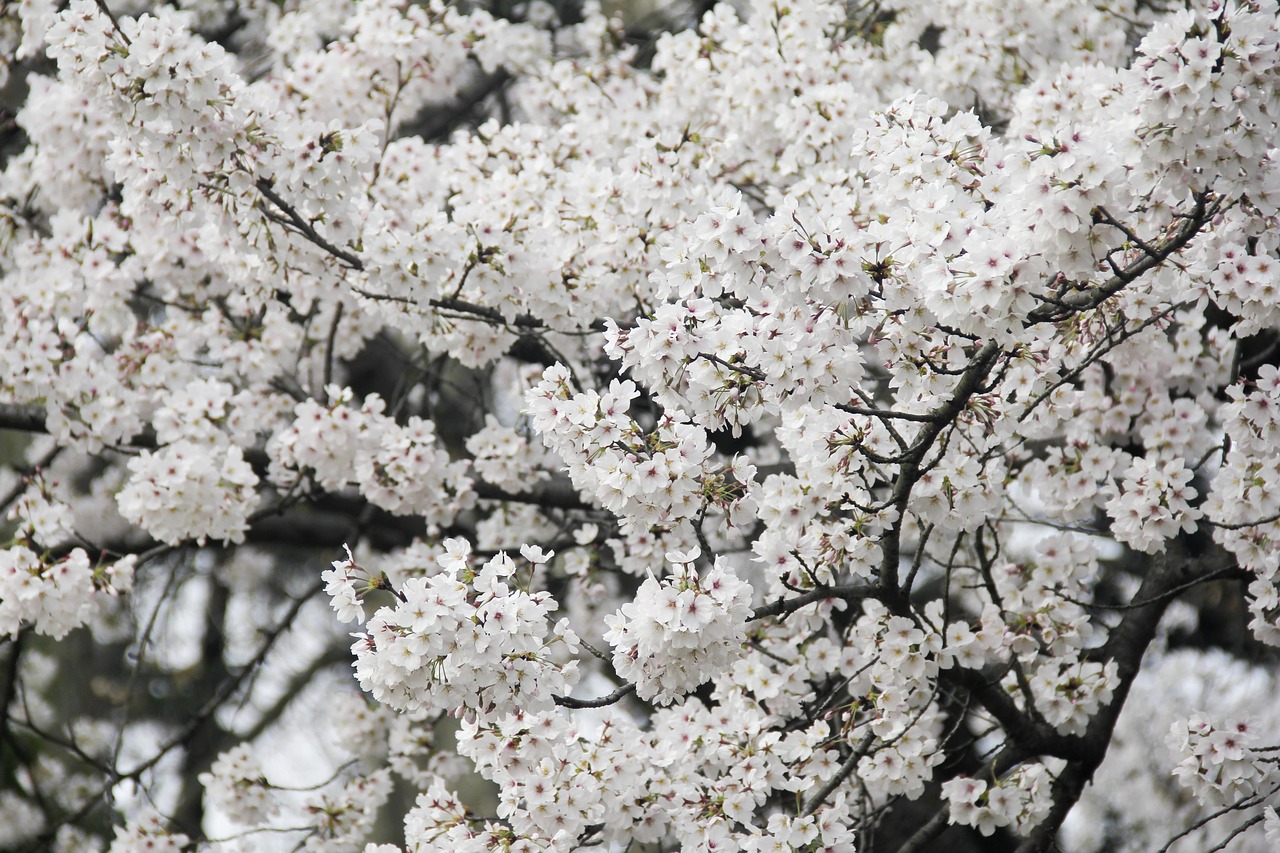 cherry blossom xuanwu lake brilliant free photo