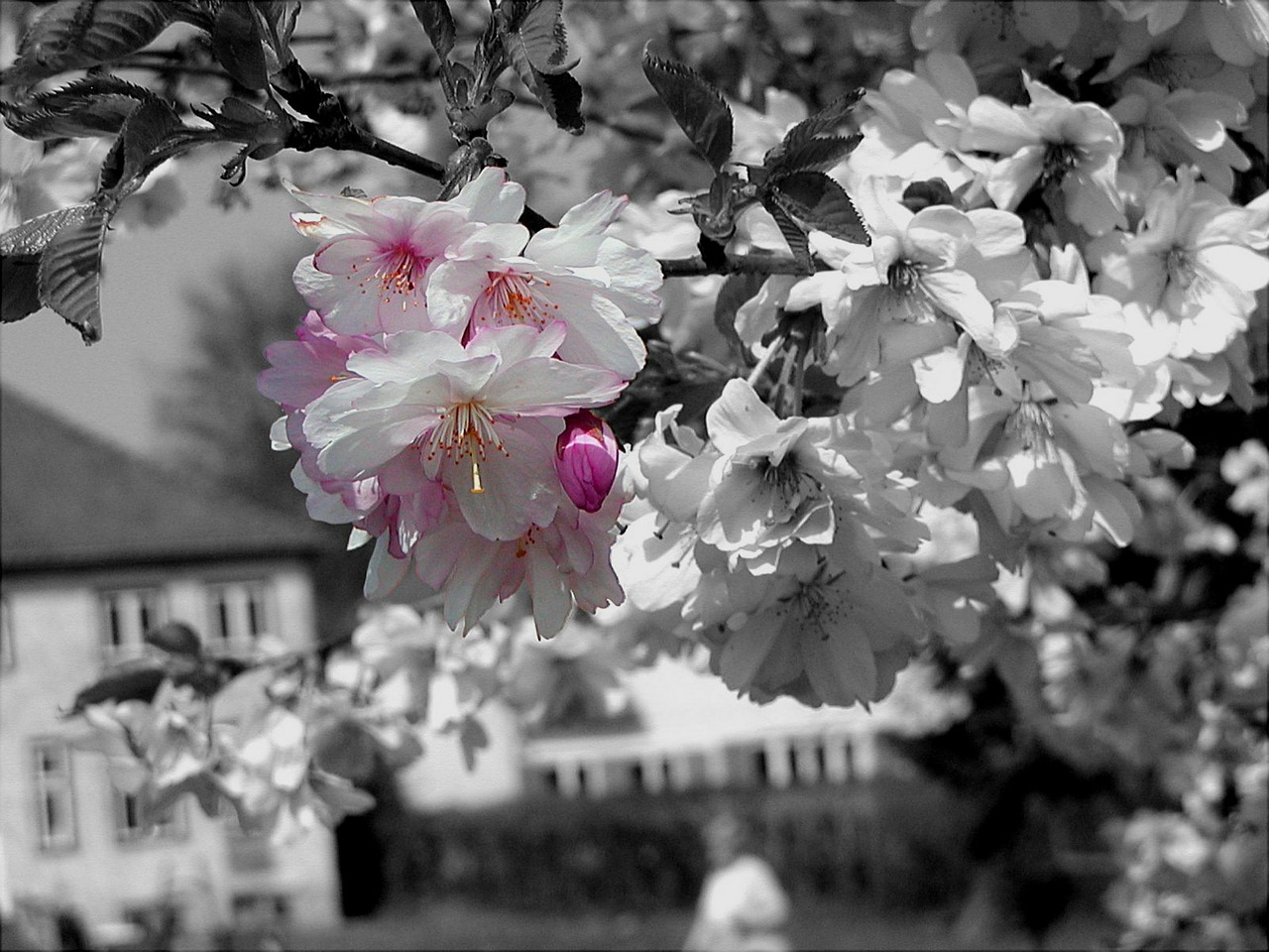 cherry blossom cherry blossoms cherry free photo