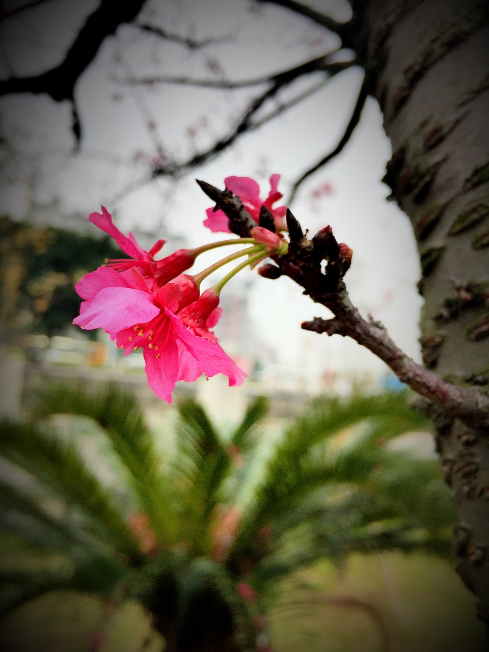 cherry blossom nissan dainty free photo