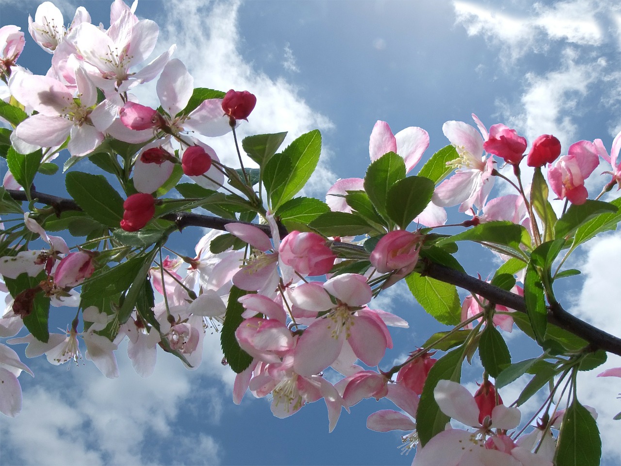 cherry blossom blossom spring free photo