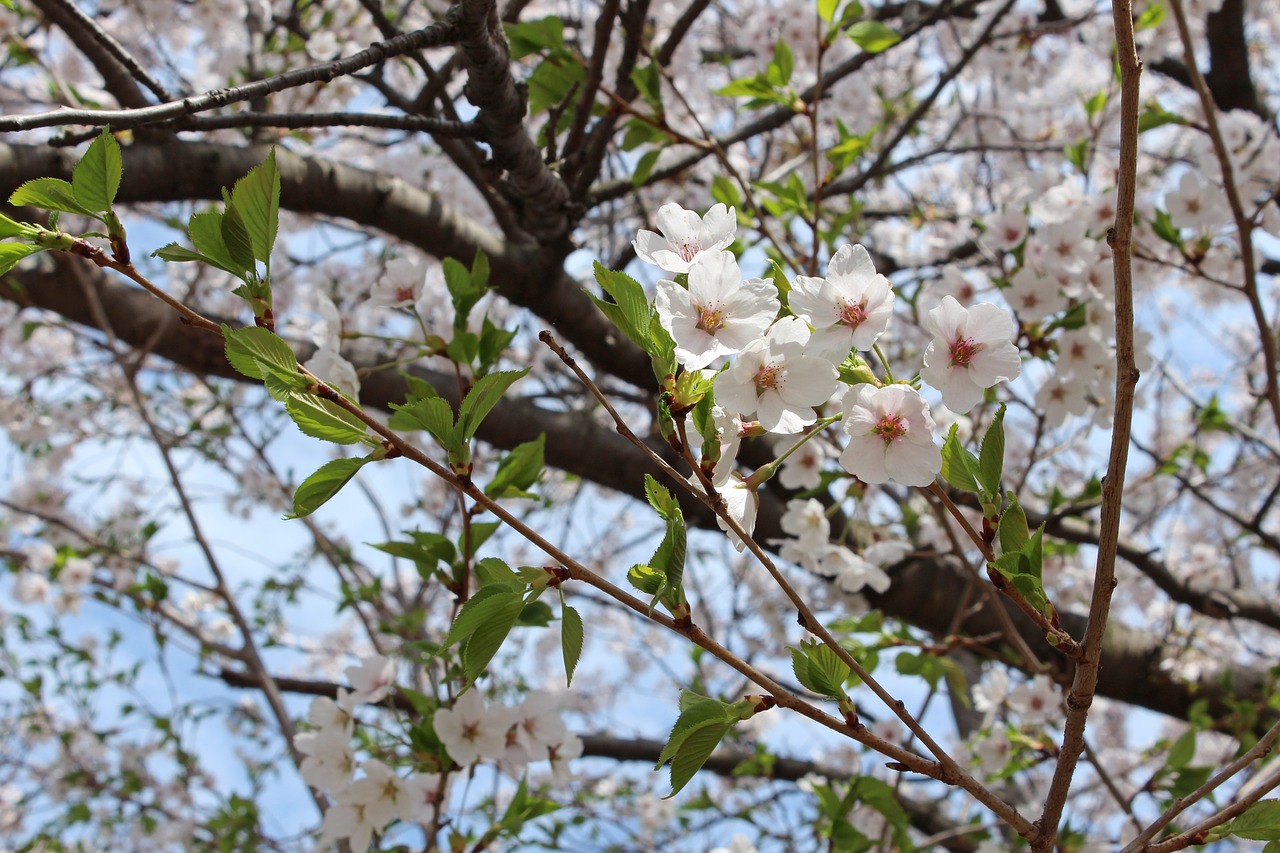 cherry blossom high park spring free photo