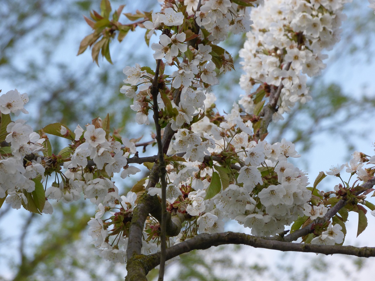 cherry blossom blossom bloom free photo