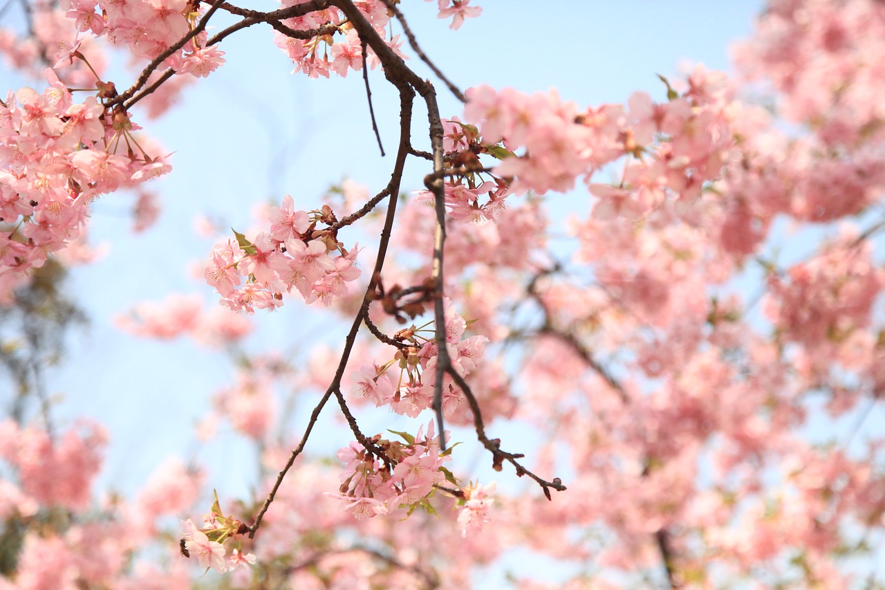 cherry blossom spring the scenery free photo