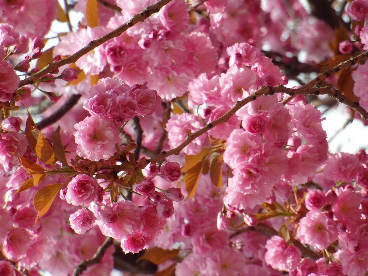 cherry blossom spring flowers free photo