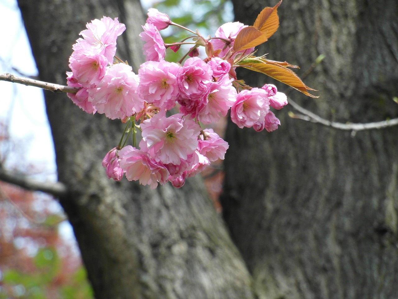 cherry blossom pink spring free photo