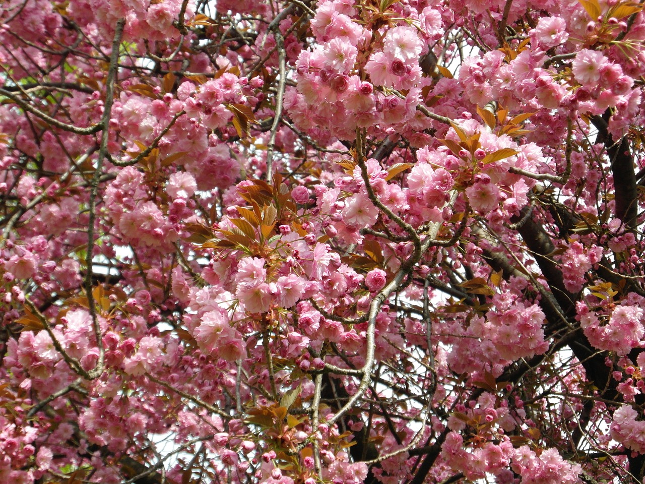 cherry blossom pink spring free photo