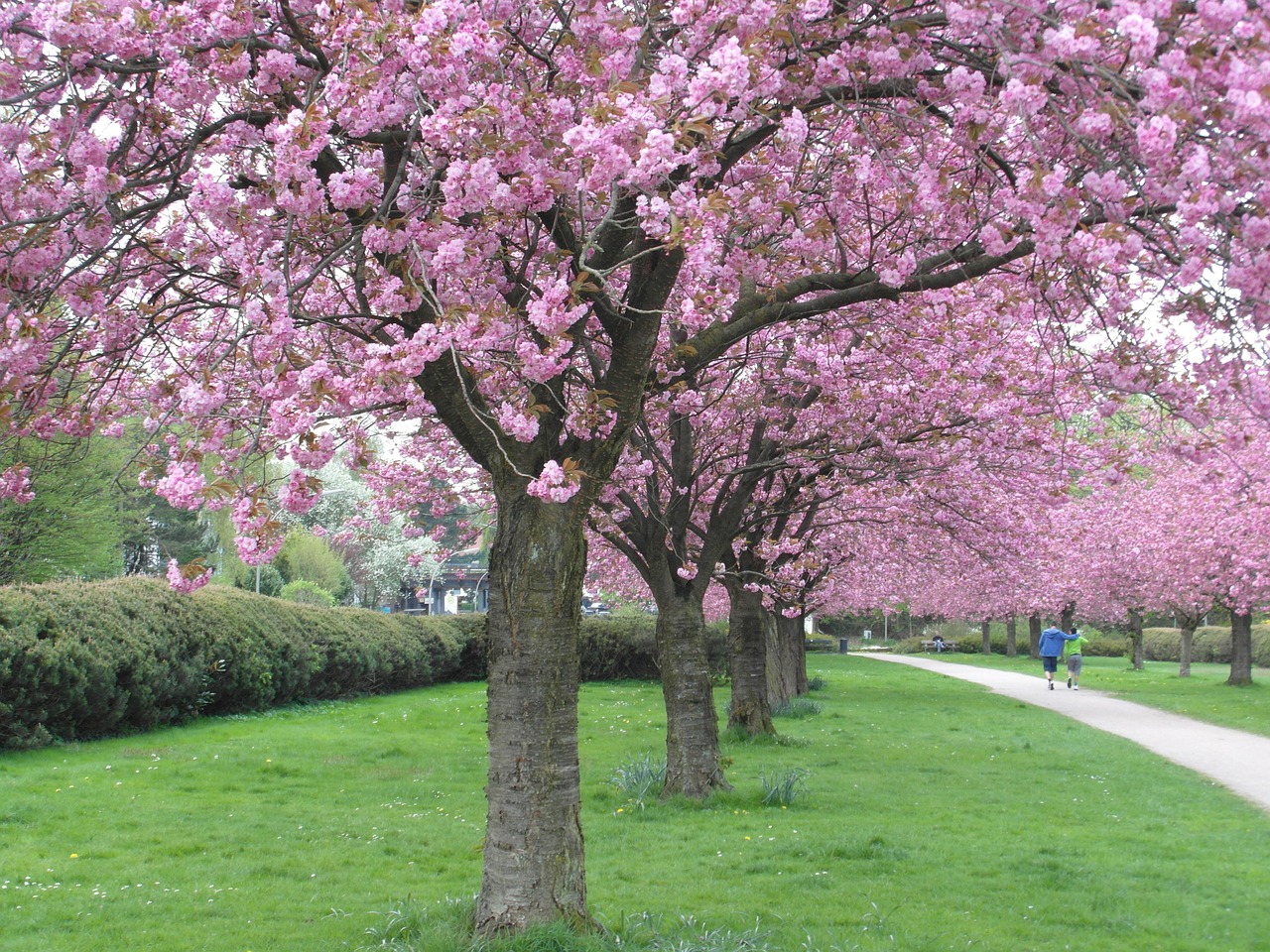 cherry blossom red avenue free photo