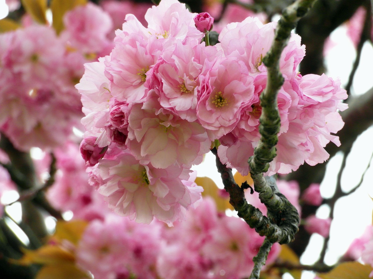 cherry blossom red pink free photo