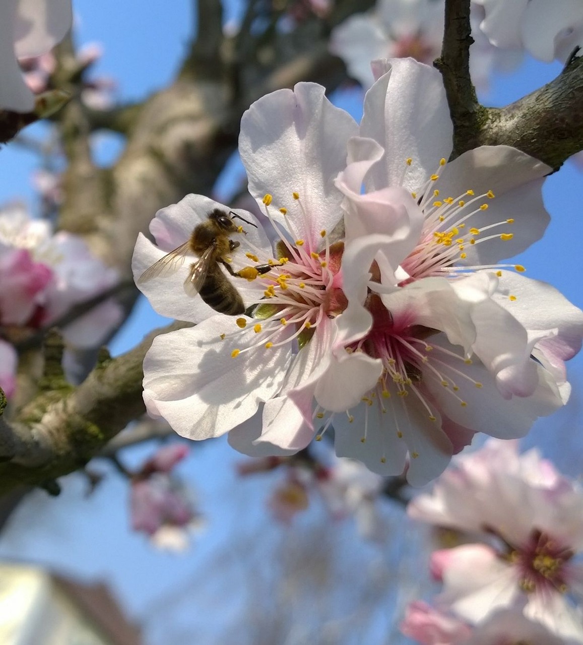 cherry blossom bee flowers free photo