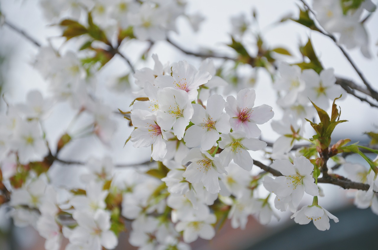 cherry blossom flower plant free photo