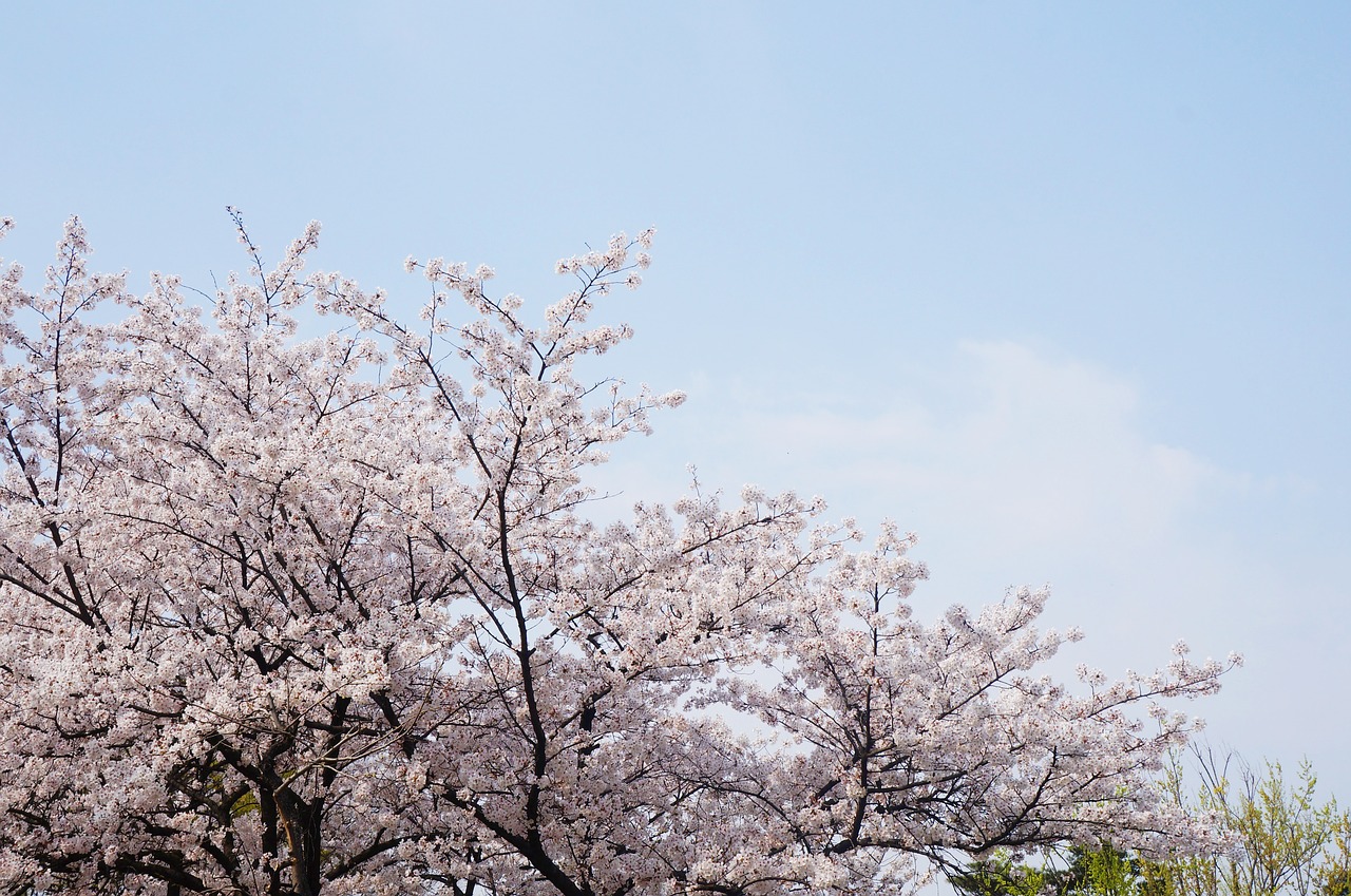 cherry blossom cherry blossoms park free photo