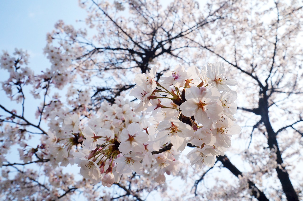 cherry blossom cherry blossoms park free photo