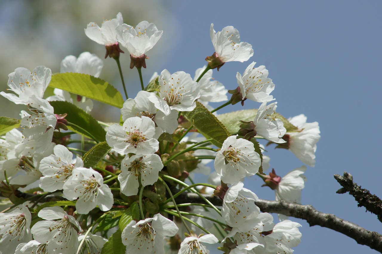 cherry blossom spring white blossom free photo