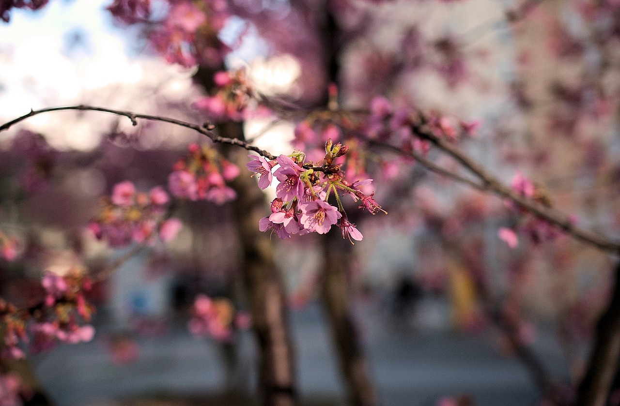 cherry blossom nature spring free photo