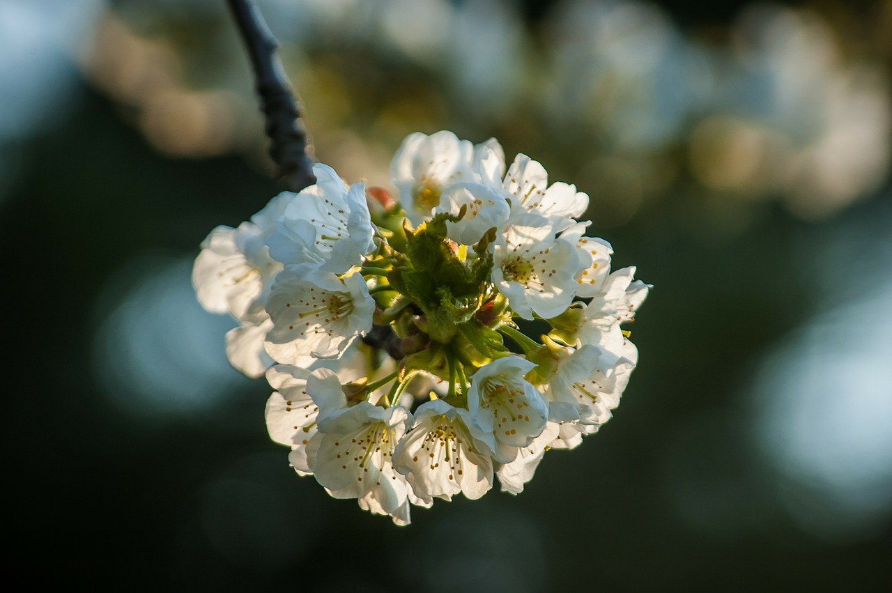 cherry blossom cherry blossoms bloom free photo