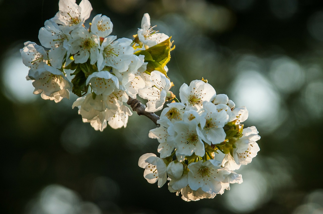 cherry blossom cherry blossoms bloom free photo