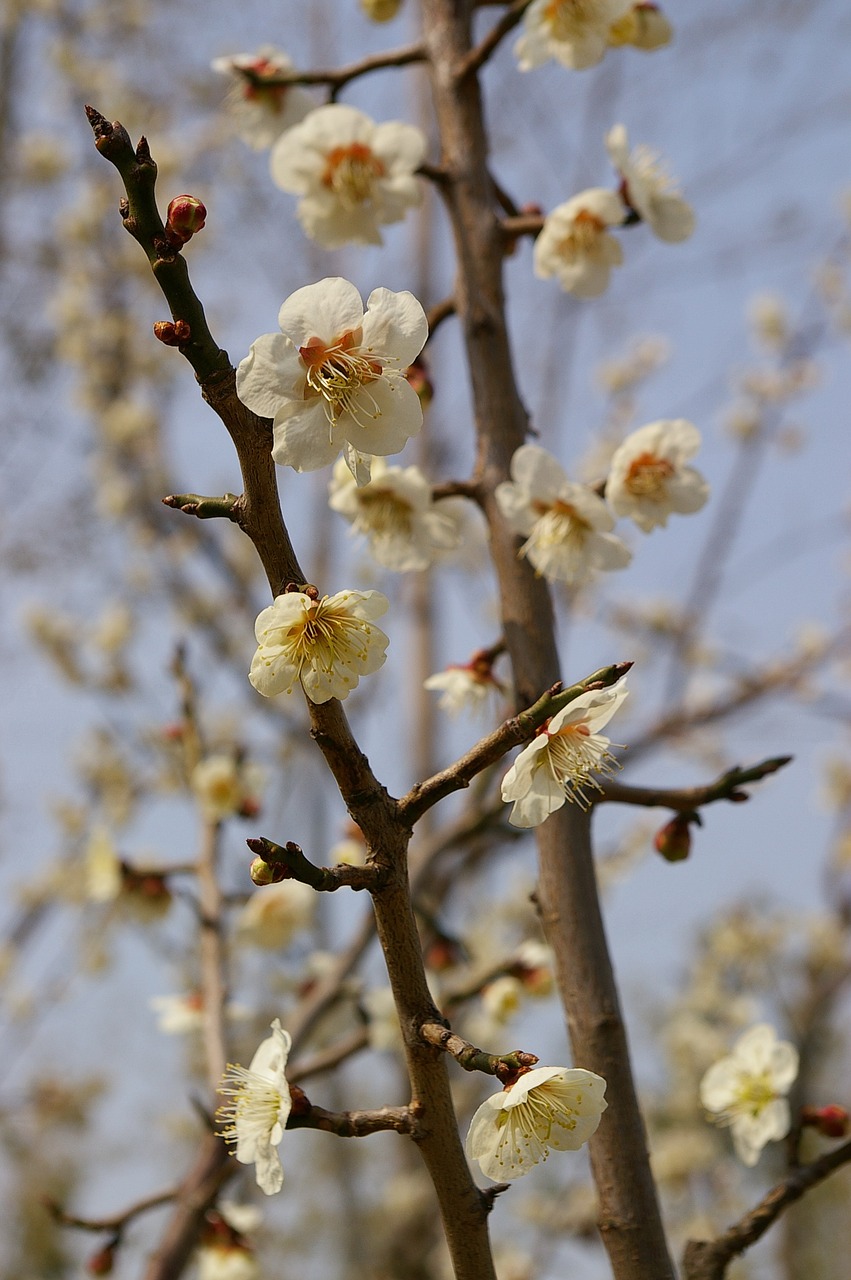 cherry blossom sakura flower tree free photo