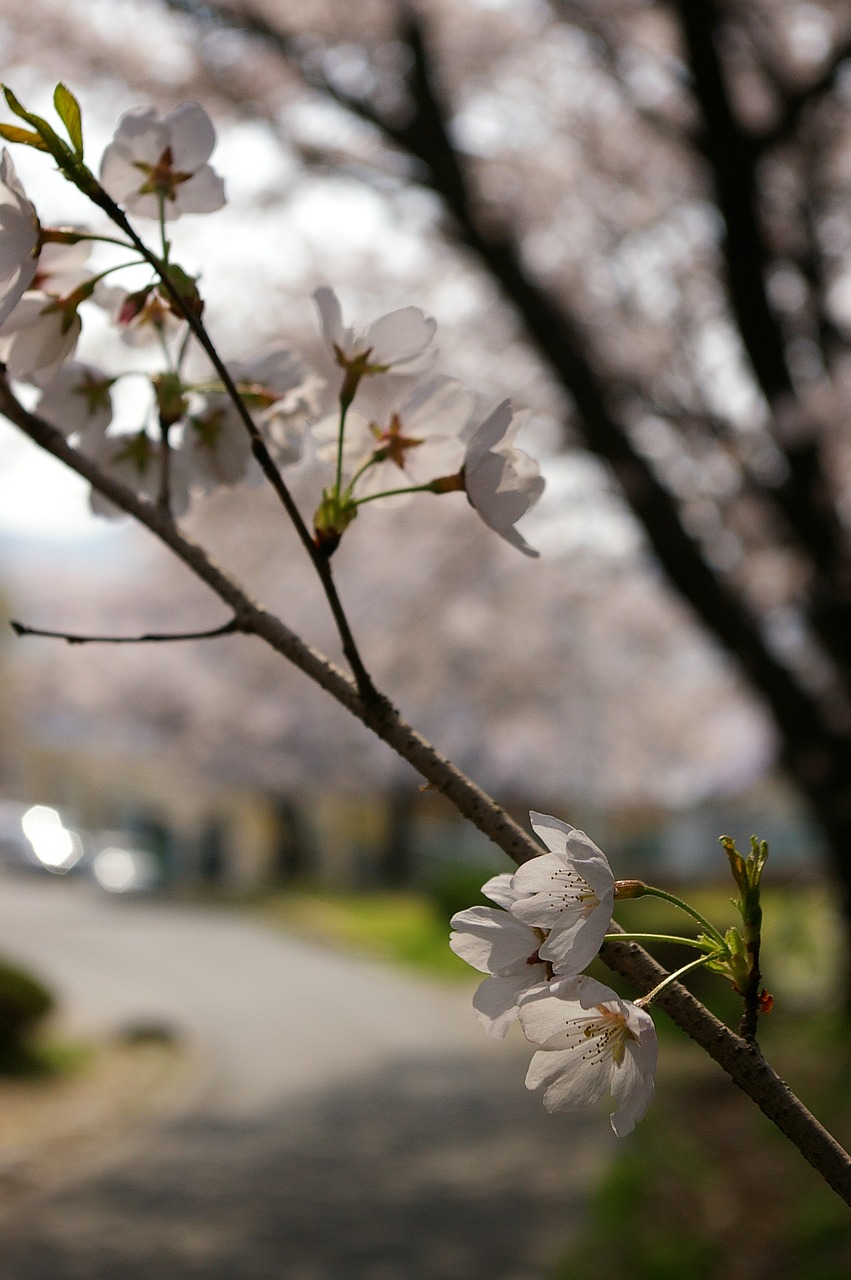 cherry blossom sakura april free photo