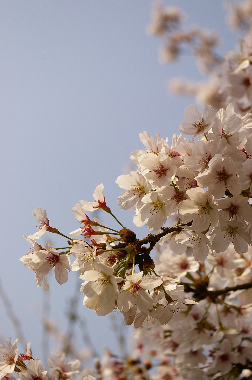 cherry blossom spring flowers sakura free photo